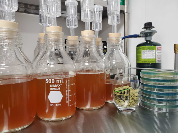Biotransformation: Keep your hops alive with yeast